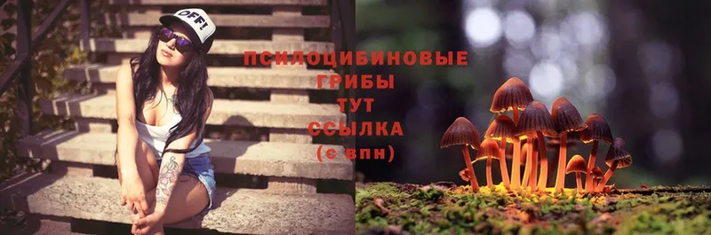 Галлюциногенные грибы Psilocybine cubensis Асино